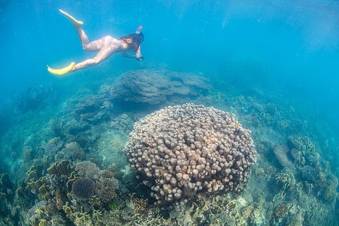 Full-Day Whale Sharks Swimming Experience On Ningaloo Reef - New Castle Tourism 6