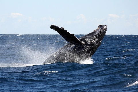 Full-Day Whale Sharks Swimming Experience On Ningaloo Reef - New Castle Tourism 8