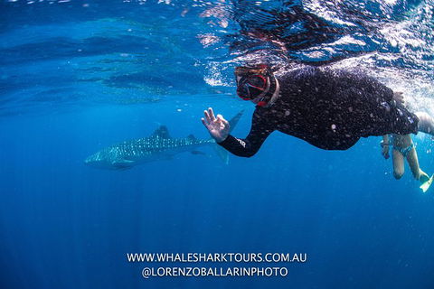 Full-Day Whale Sharks Swimming Experience On Ningaloo Reef - New Castle Tourism 2