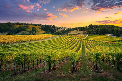 Swan Valley Sunset Wine Tour - Premium Small Group Tour - New Castle Tourism 0