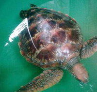 Australian Seabird Rescue