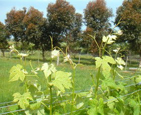 Irrewillipe East VIC Newcastle Accommodation