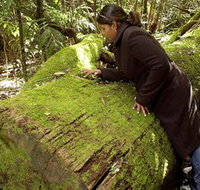 Washpool National Park - Washpool Walk