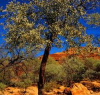 Mt Romance Australia Pty Ltd - Newcastle Accommodation