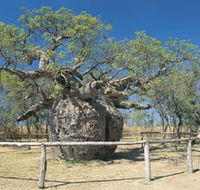 Boab Prison Tree - New Castle Tourism