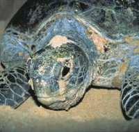 Turtle Nesting Season - Newcastle Accommodation