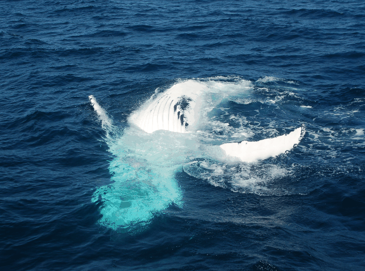 Dolphin Wild Cruises - Newcastle Accommodation