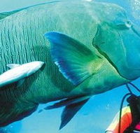Aristocat Snorkel and Scuba Port Douglas - New Castle Tourism