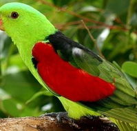 Birdworld Kuranda - New Castle Tourism