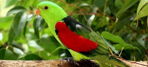 Birdworld Kuranda - New Castle Tourism 0