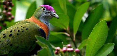 Birdworld Kuranda - New Castle Tourism 1