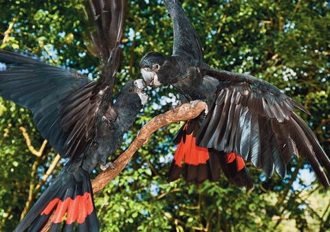 Birdworld Kuranda - New Castle Tourism 2