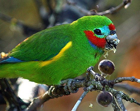 Birdworld Kuranda - New Castle Tourism 3