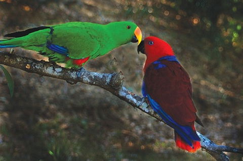 Birdworld Kuranda - New Castle Tourism 5