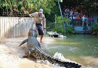 Hartley's Crocodile Adventures - New Castle Tourism 4