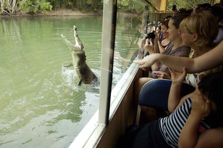 Hartley's Crocodile Adventures - New Castle Tourism 9