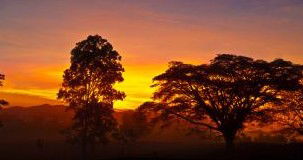 Ingan Tours - Spirit Of The Rainforest Tour - New Castle Tourism 3