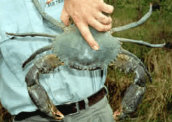 Whitsunday Crocodile Safari - Newcastle Accommodation 0