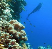 Reef Magic Cruises - Newcastle Accommodation