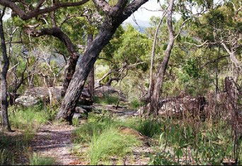 Cooktown Aboriginal Art Tours - New Castle Tourism 2
