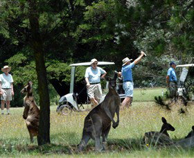 Glen Innes Golf Club - Newcastle Accommodation 0