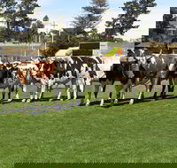 Brighton Show - Newcastle Accommodation