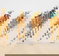 The Quirindi Camel Cup - Newcastle Accommodation