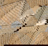 WA Now  Tom Mller Monolith Scores - Virtual Exhibition