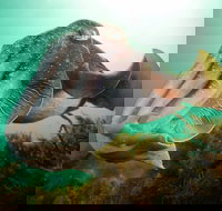 Whyalla Maritime Museum - Cuttlefish Capers - Newcastle Accommodation