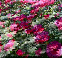 2020 Woolmers Estate Festival of Roses - Newcastle Accommodation