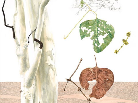 Artistic Endeavour - Newcastle Accommodation 0