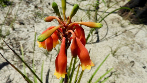 Australian Flora: Past, Present And Future - New Castle Tourism 0