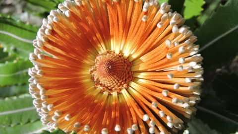 Australian Flora: Past, Present And Future - New Castle Tourism 1