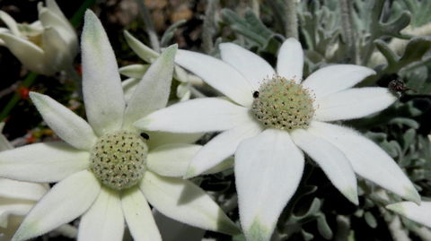 Australian Flora: Past, Present And Future - New Castle Tourism 2
