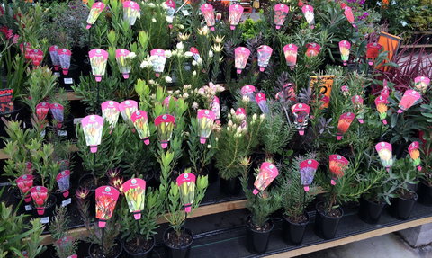 Culburra Beach Monthly Markets - Newcastle Accommodation 0