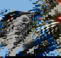 Esperance Wildflower Festival - Newcastle Accommodation