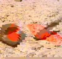 Let's Dance Carinda David Bowie Tribute Festival - Newcastle Accommodation