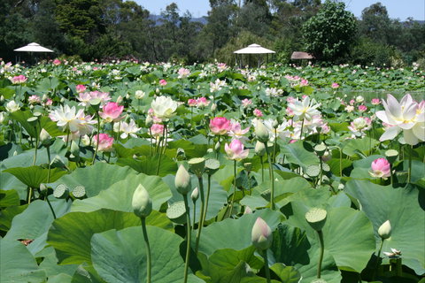 Lotus Flower Season - Newcastle Accommodation 0