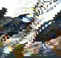 Mudgee Farm Walks - Newcastle Accommodation