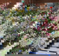 Sapphire Coast Orchid Club Spring Orchid Show - New Castle Tourism