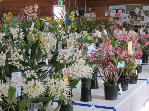 Sapphire Coast Orchid Club Spring Orchid Show - New Castle Tourism 0