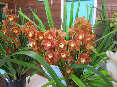 Sapphire Coast Orchid Club Spring Orchid Show - New Castle Tourism 2