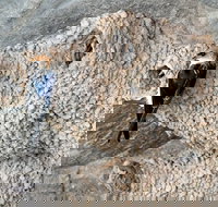 2020 Katherine Bird Festival - Newcastle Accommodation