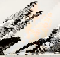 Animal Farm - Launceston - Newcastle Accommodation