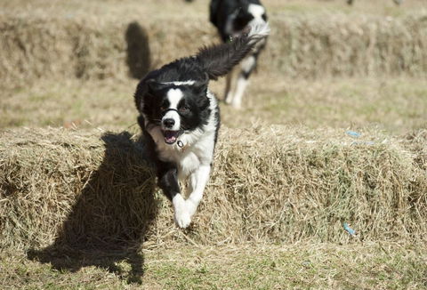 Great Nundle Dog Race - Newcastle Accommodation 0