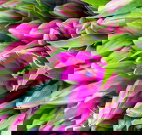 Harvest Launceston Community Farmers' Market - Newcastle Accommodation