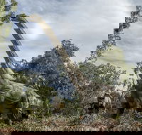 Lost Sanctuary at Healesville Sanctuary - New Castle Tourism