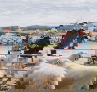 Mudgee Small Farm Field Days - Newcastle Accommodation