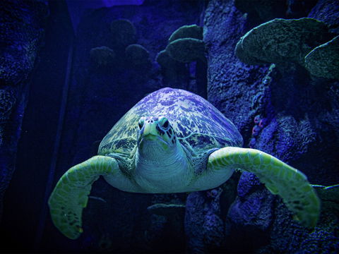 Sydney's Aquarium - New Castle Tourism 0