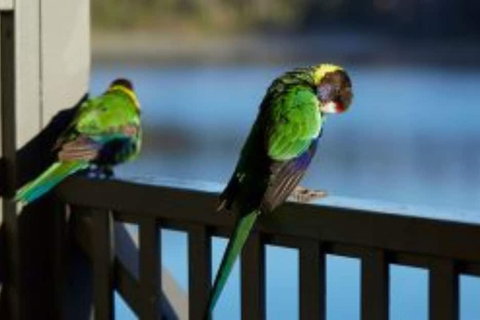 RAC Karri Valley Resort - Newcastle Accommodation 3